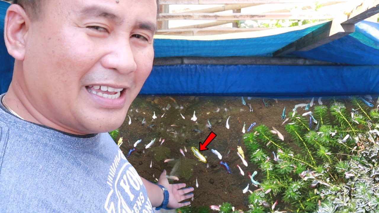 LEGENDARY FISH KEEPER SOLD ALL HIS BETTA FISH