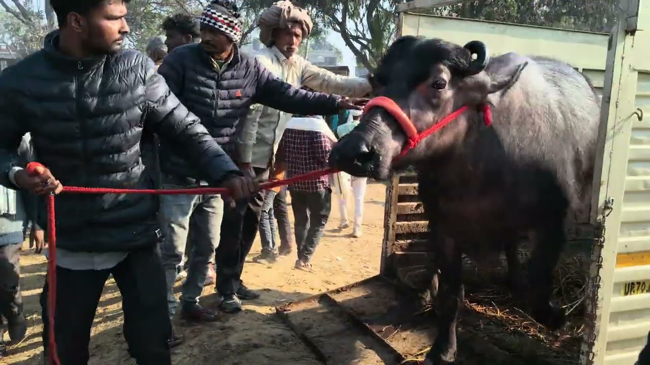 पशु बाजार मौहरिया मेला टॉप भैंस 😱