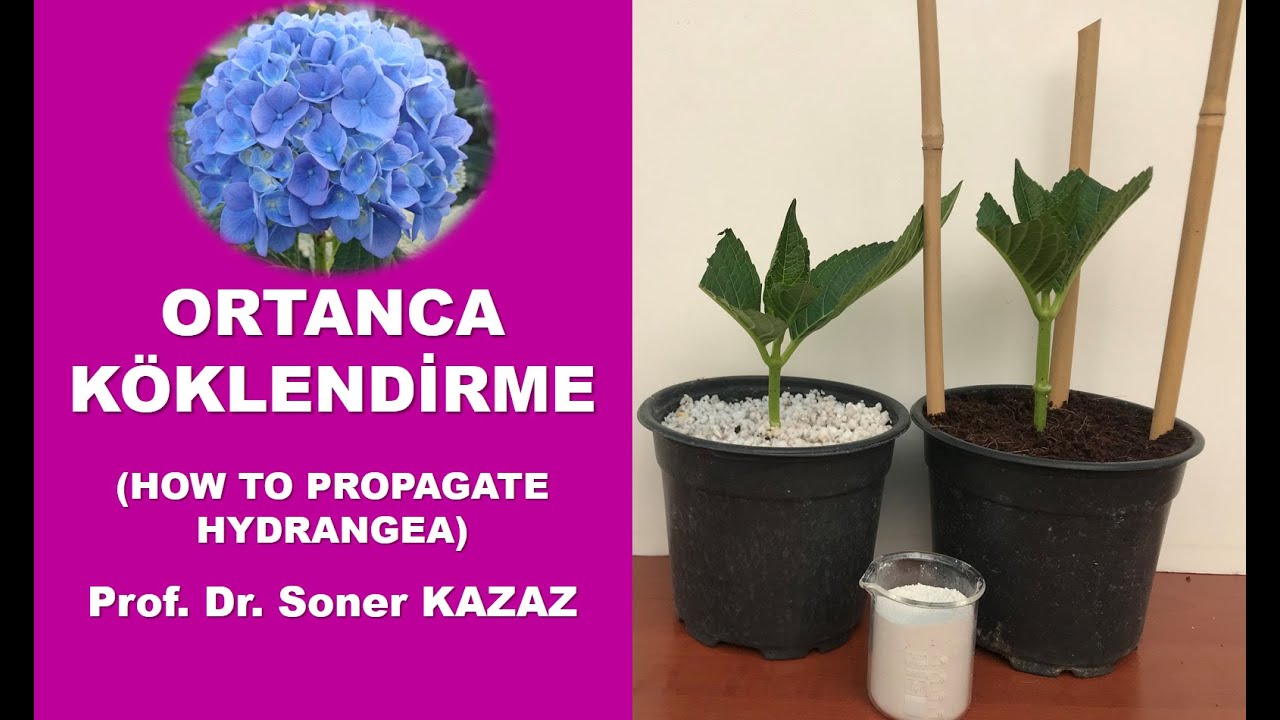 КАК РАЗМНОЖИТЬ ГИДРАНЖЕЮ