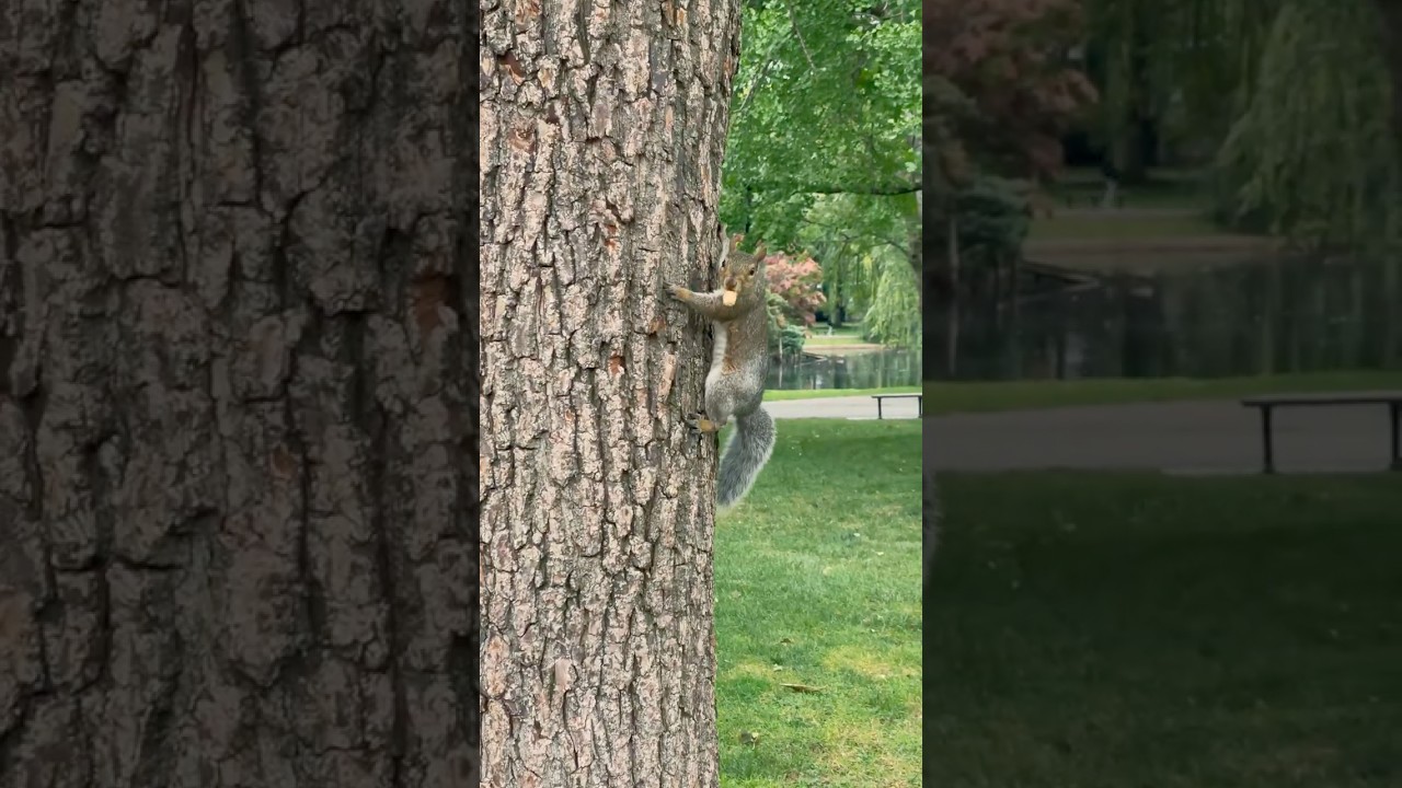 City Squirrels of Boston Common: A Close-Up Look at Urban Wildlife #squirrel #wildlife  #animals