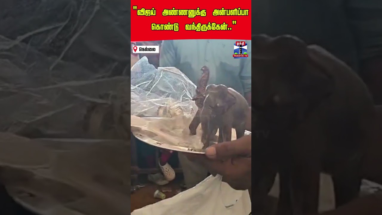 elephant | tvkvijay | tirunelveli | vijay | nellai