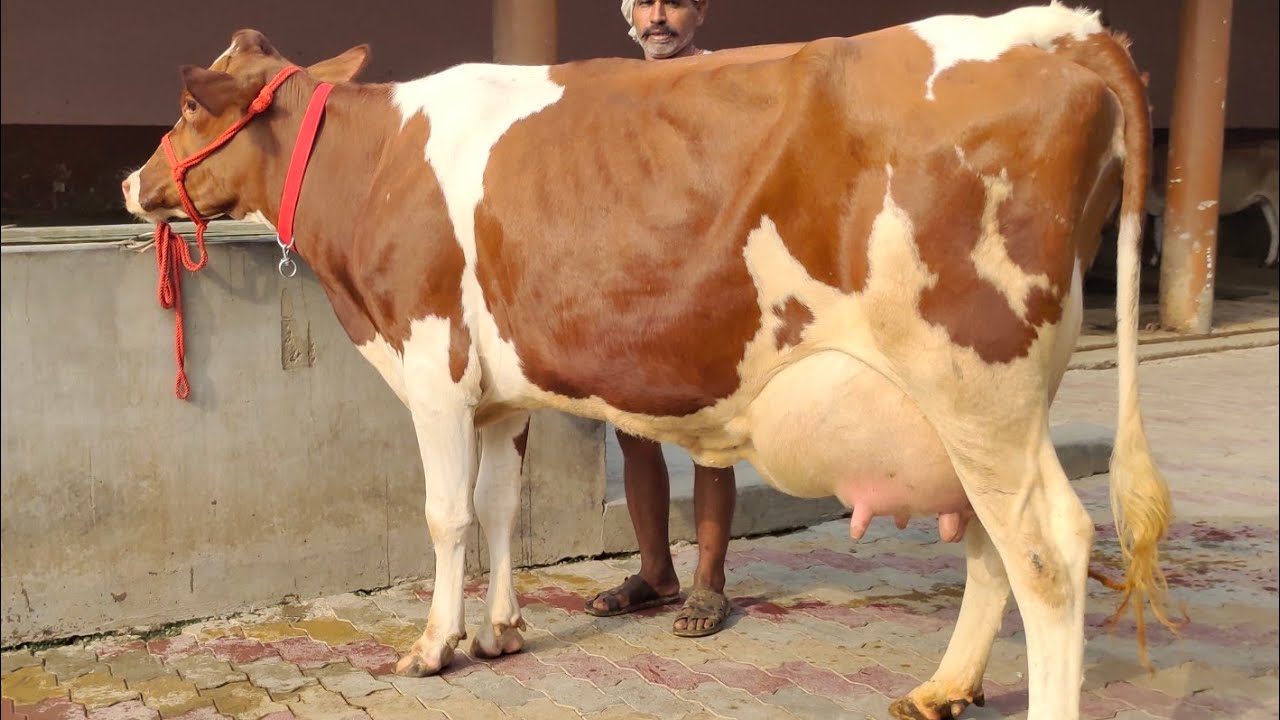 #Compition Level #Breed #Ayrshire Very Rare Available 40+ Milk Yield 6 Teeth.For Booking 95924-54093