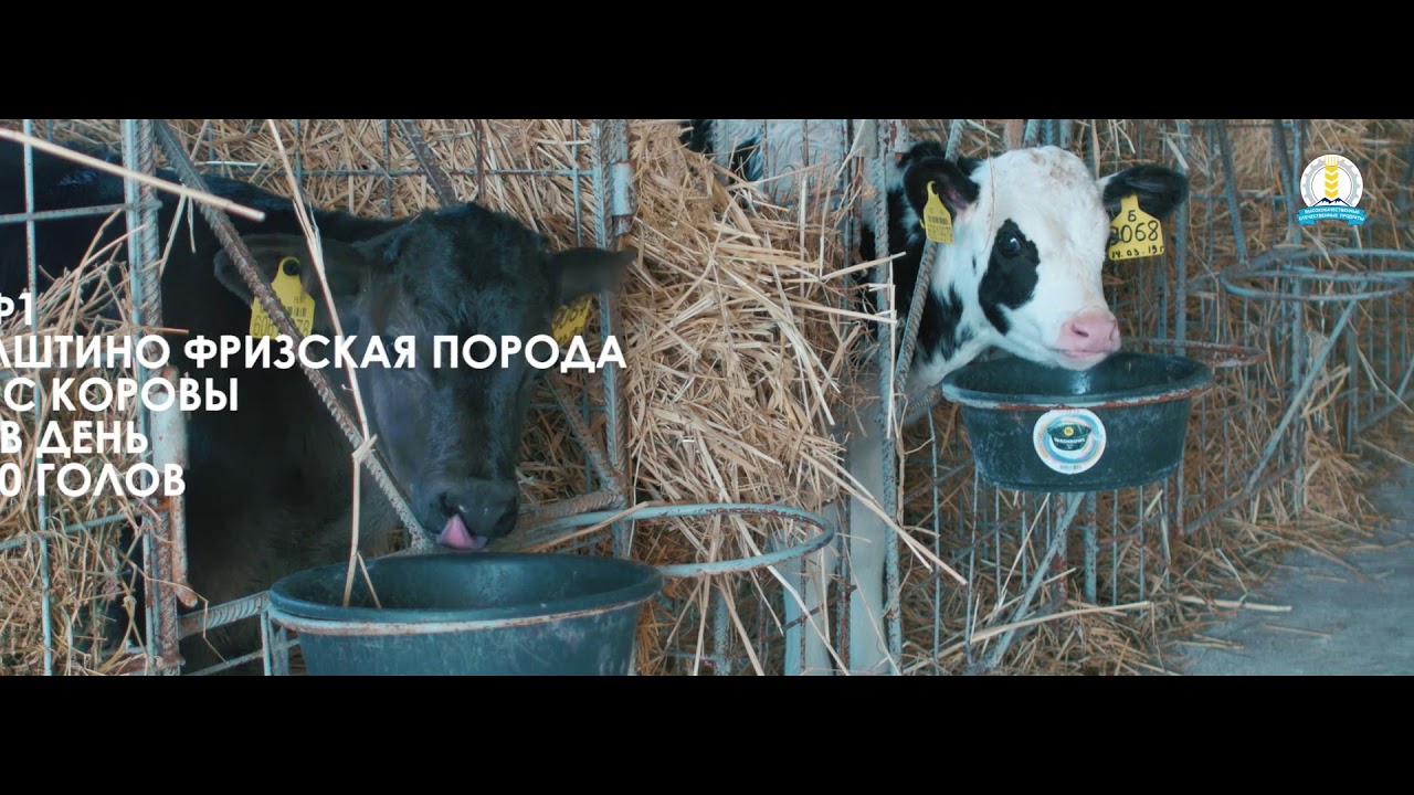 Агрохолдинг Dinara Group - Видео презентация