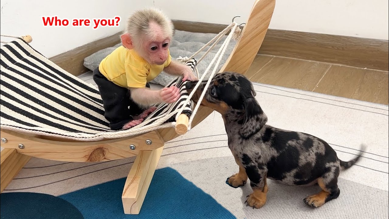Monkey Lily's reaction when meeting a puppy for the first time