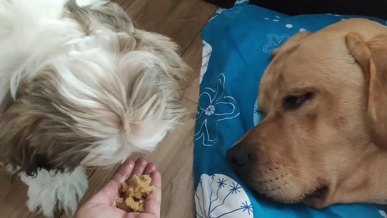 Labrador MILO reaction when I offered food while he was sleeping🤪😂😂