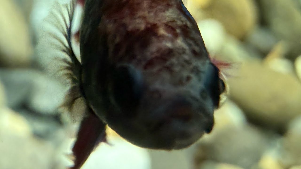 24/7 Ecosystem Pond