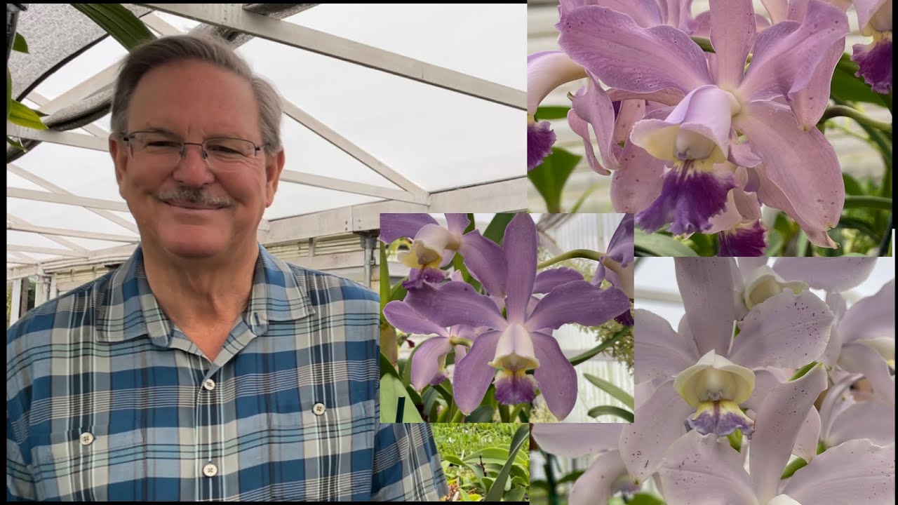 Tour Sunset Valley Orchids | Brief Chat with Fred Clarke | Orchid Haul from SVO
