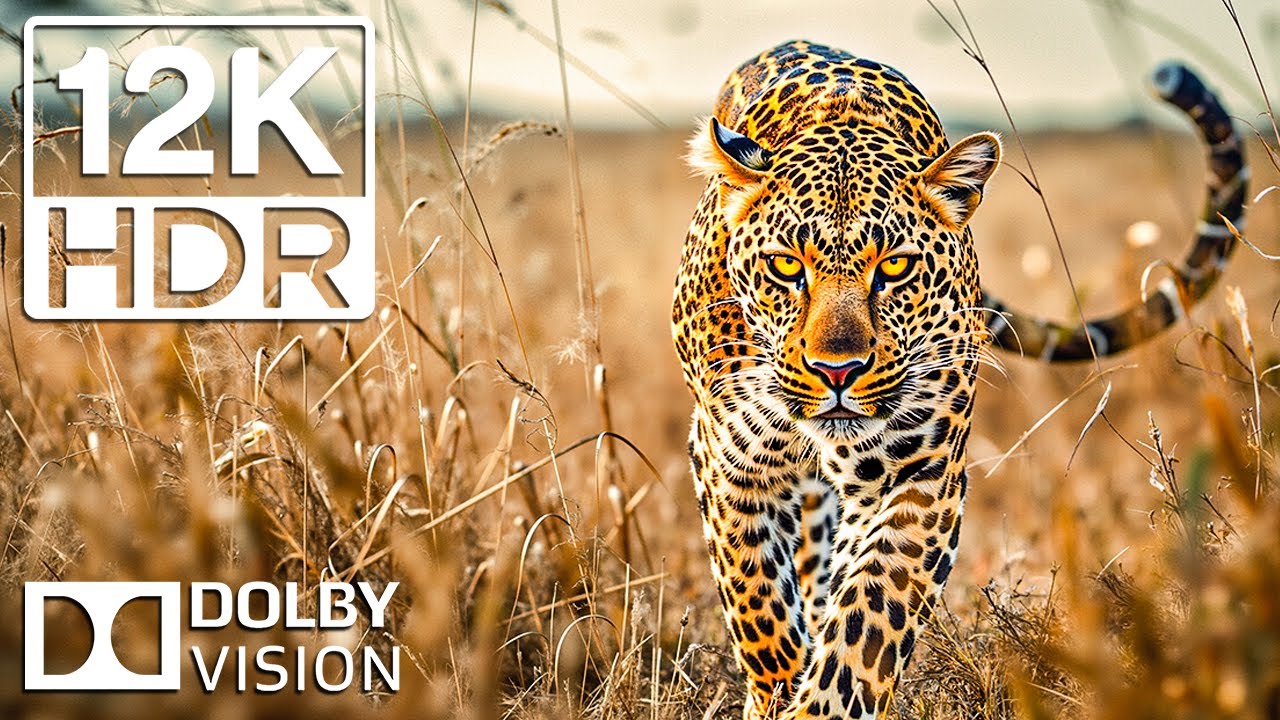 The MOST BREATHTAKING Animals Kingdom | 12K HDR 120FPS IN Dolby Vision Ultra HDR & Cinematic Sound