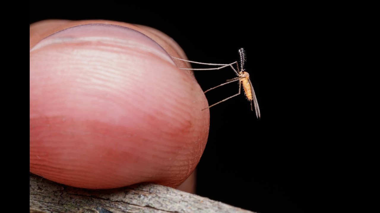 Mosquitoes vs Blood: The Scary Truth About How Much They Drink