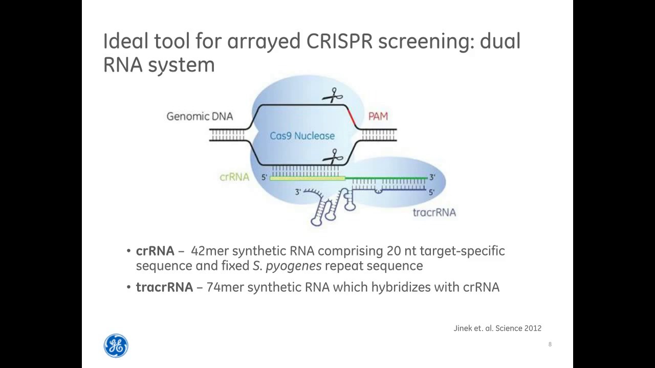Louise Baskin-A workflow for CRISPR Cas9 high throughput arrayed screening with synthetic crRNA