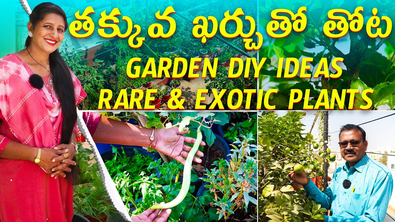 🔴How to Start Terrace Garden with Low Budget | Must-Try Garden DIY Ideas