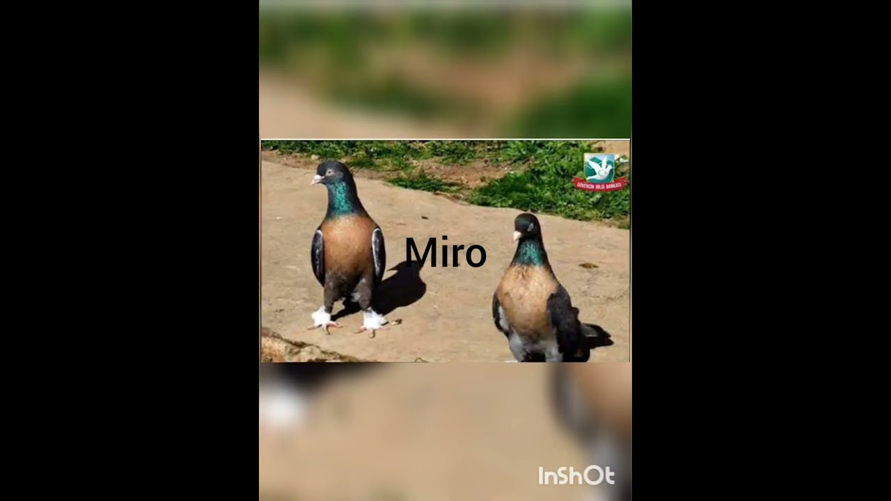 g&uuml;vercin t&uuml;rleri(part 1)