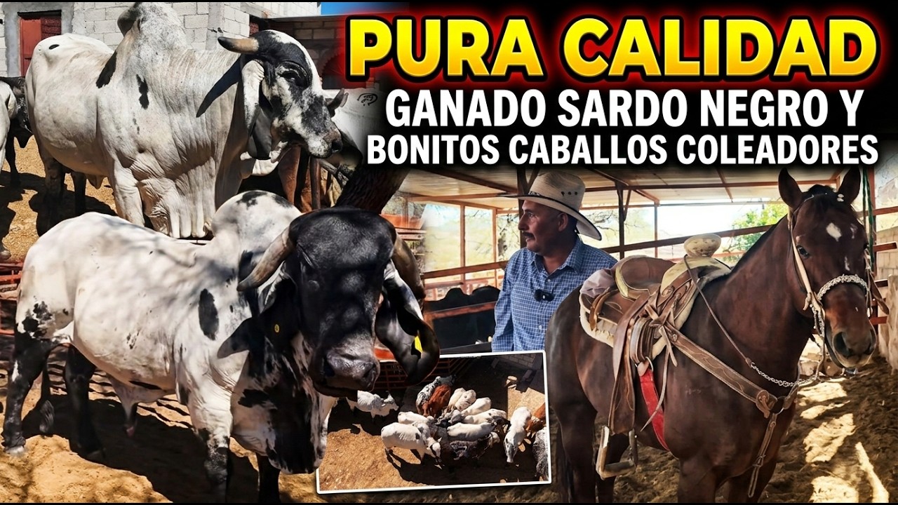 PURA CALIDAD GANADO SARDO NEGRO Y BONITOS CABALLOS COLEADORES