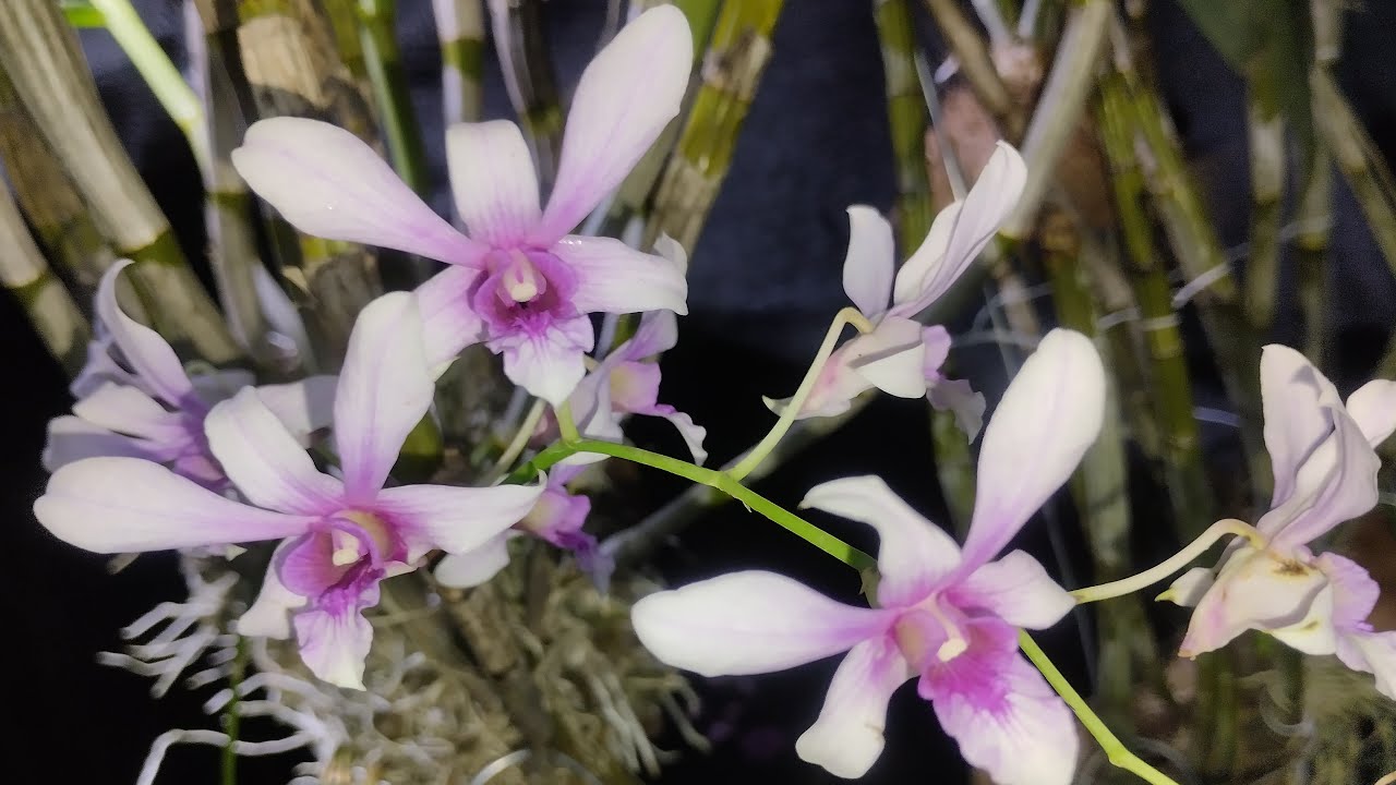 Live Anggrek Jadul, Hybrid, Spesies, Keriting dkk murce 🥰 Bisa COD WA 0812-3183-3286