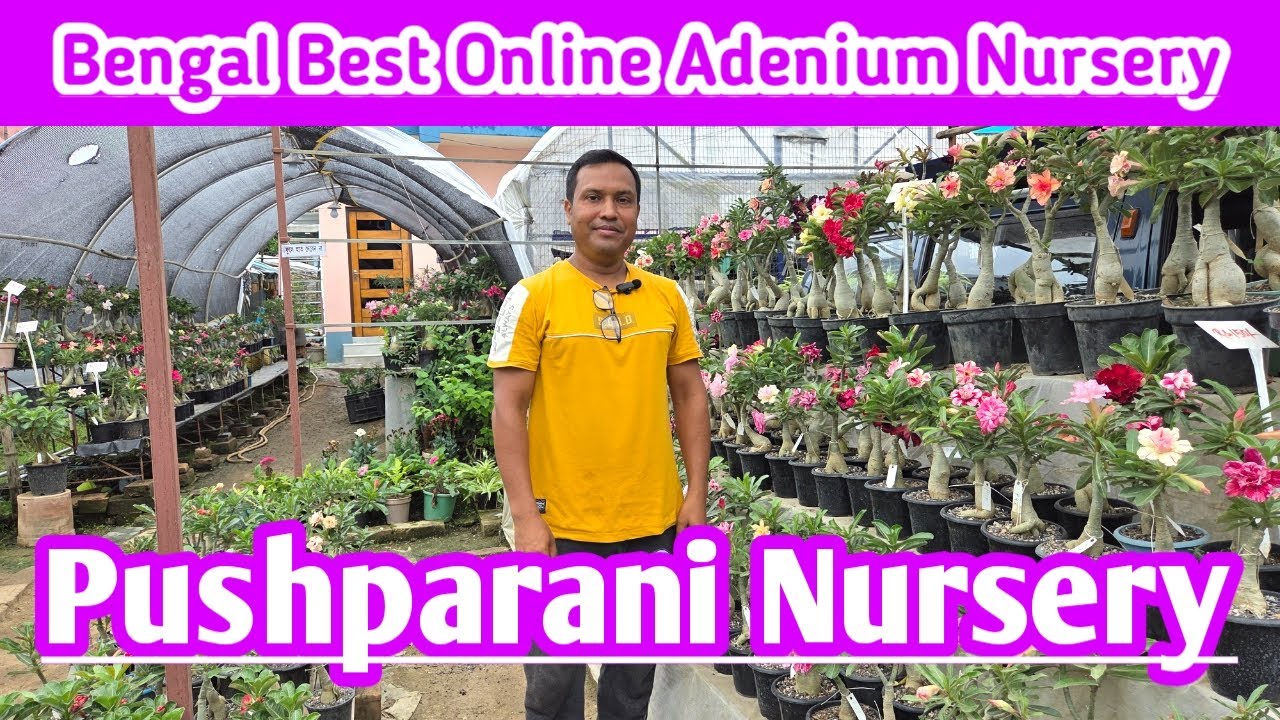 Bengal Best Online Adenium Nursery Pushparani Tour||Bodhi Sanjiban||