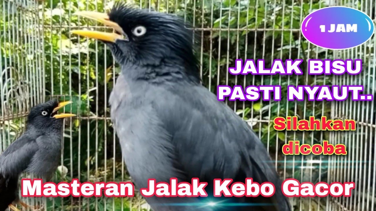 💥 MASTERAN JALAK KEBO GACOR MANGGUT-MANGGUT, DURASI PANJANG, BAIK UNTUK PANCINGAN JALAK BISU
