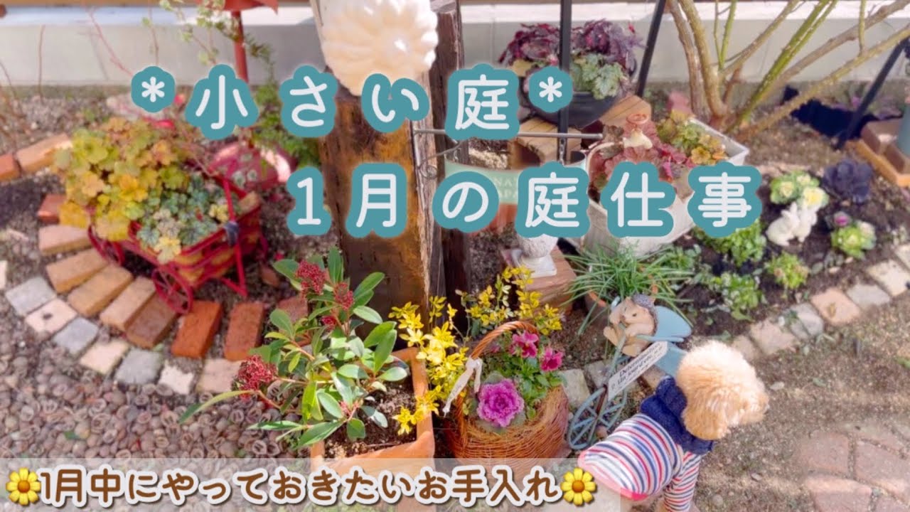 【春に向けての大切な冬作業】花木の寒肥やり/薔薇の土替え/スキミアの育て方と注意点/真冬の花壇作り/種まきビオラ/寒波到来*防寒対策*/クレマチス白万重