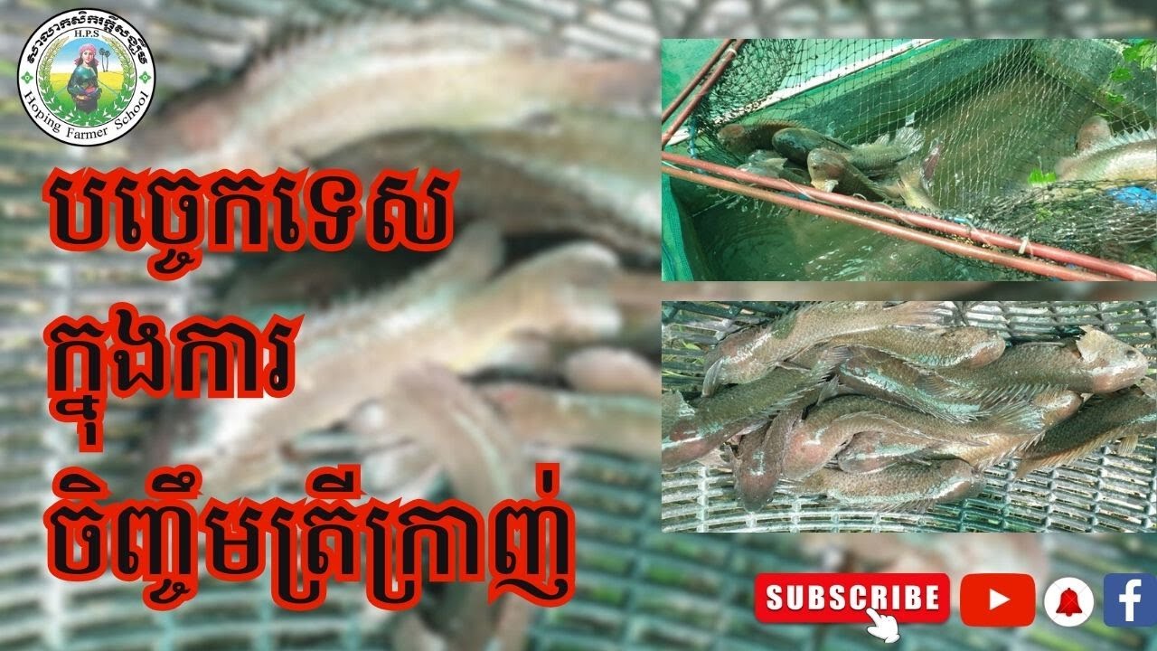 បច្ចេកទេសនៃការចិញ្ចឹមត្រីក្រាញ់ក្នុងអាង