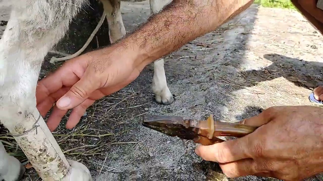 tentando ajudar o carneiro que tá com a perna quebrada 😞🐑🐑