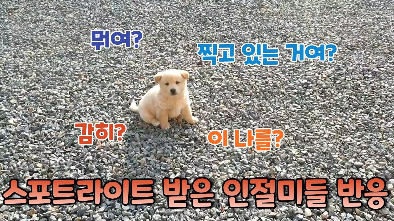 카메라에 단독 포착될 때 강아지들 각자 다른 반응 | 진돗개와 시고르자브종 사이