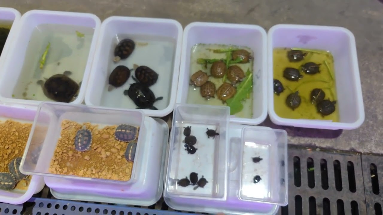 广州乌龟市场里面的麝香龟苗，干苗好还是下水苗好？#烏龜 #養殖