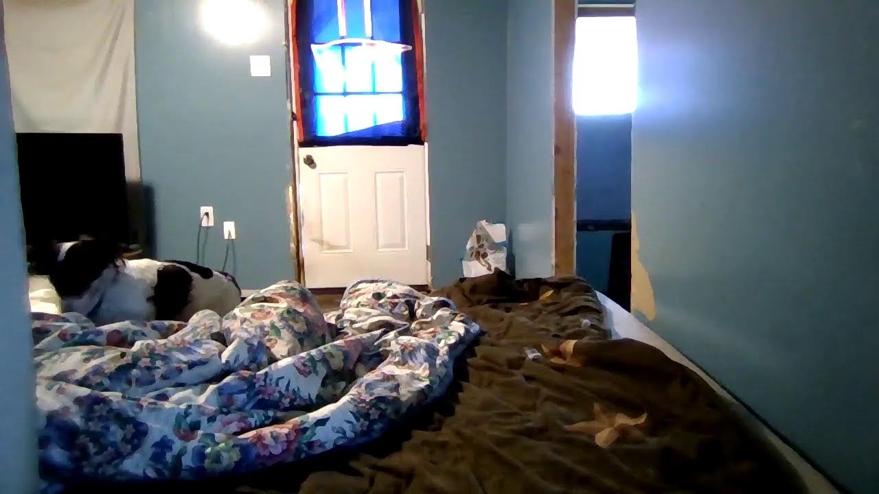 Dogs At Home Stream