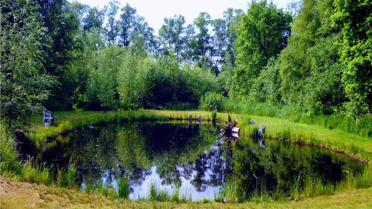 NATURTEICH ANLEGEN OHNE FOLIE | 300m² GÜNSTIG+SCHÖN | NATUR-GARTEN-TEICH-TIPPS FÜRS SELBER BAUEN