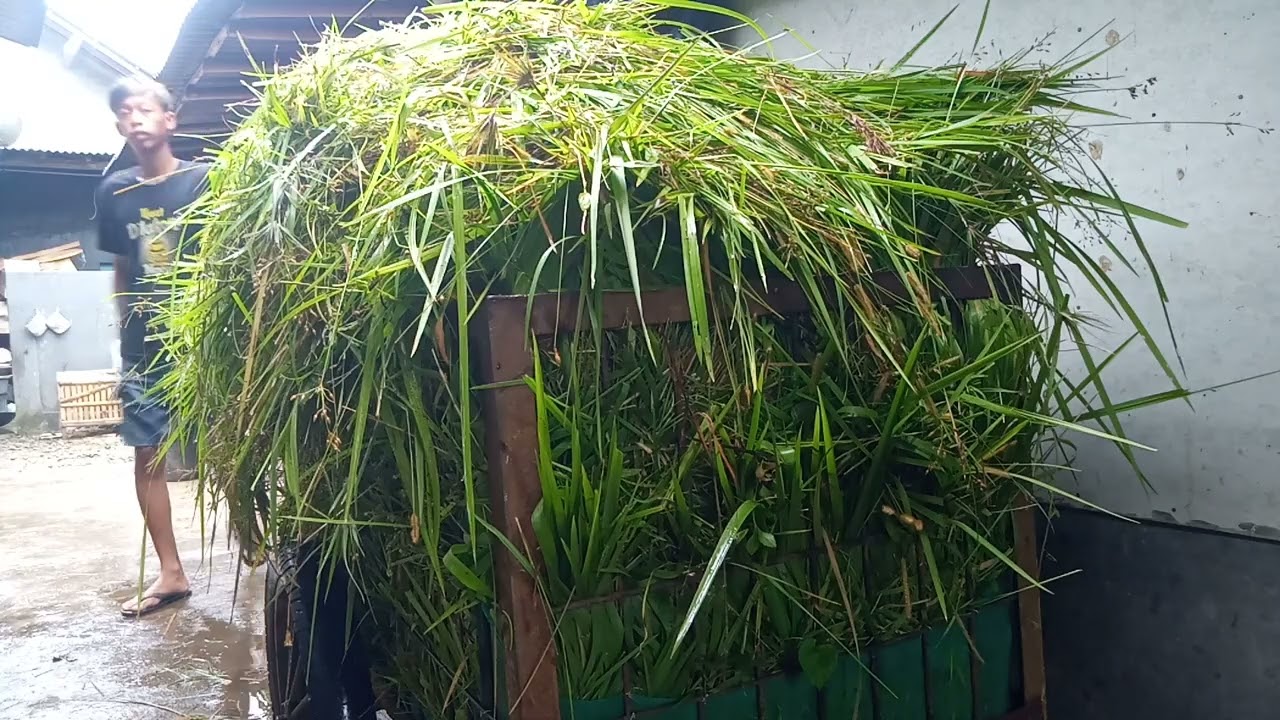 Bongkar rumput liar untuk pakan sapi.#bredingsapi #petedsuper#rumputliar#rumputodot#rumputgajah#sapi
