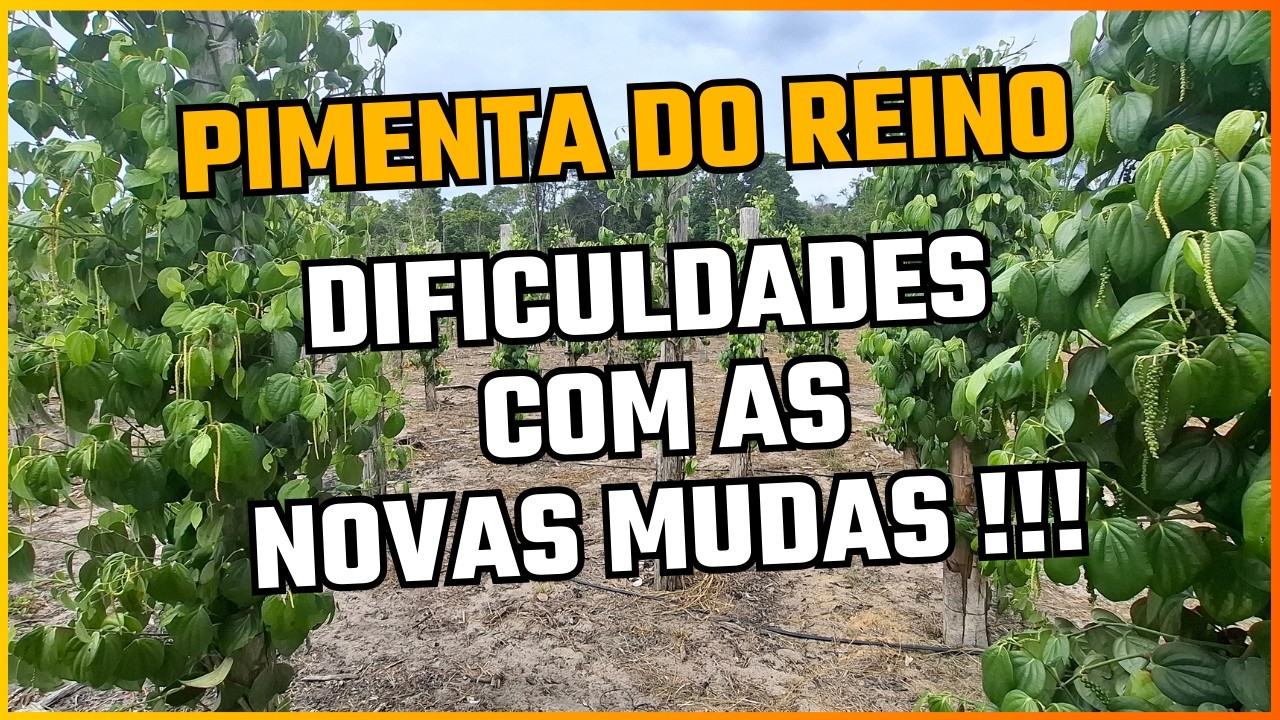 Pimenta do Reino: Dificuldades com as novas mudas
