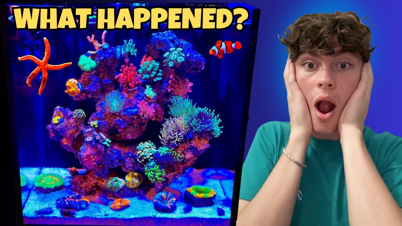 Все мои кораллы исчезли?!! что случилось с 15-граммовым морским аквариумом???