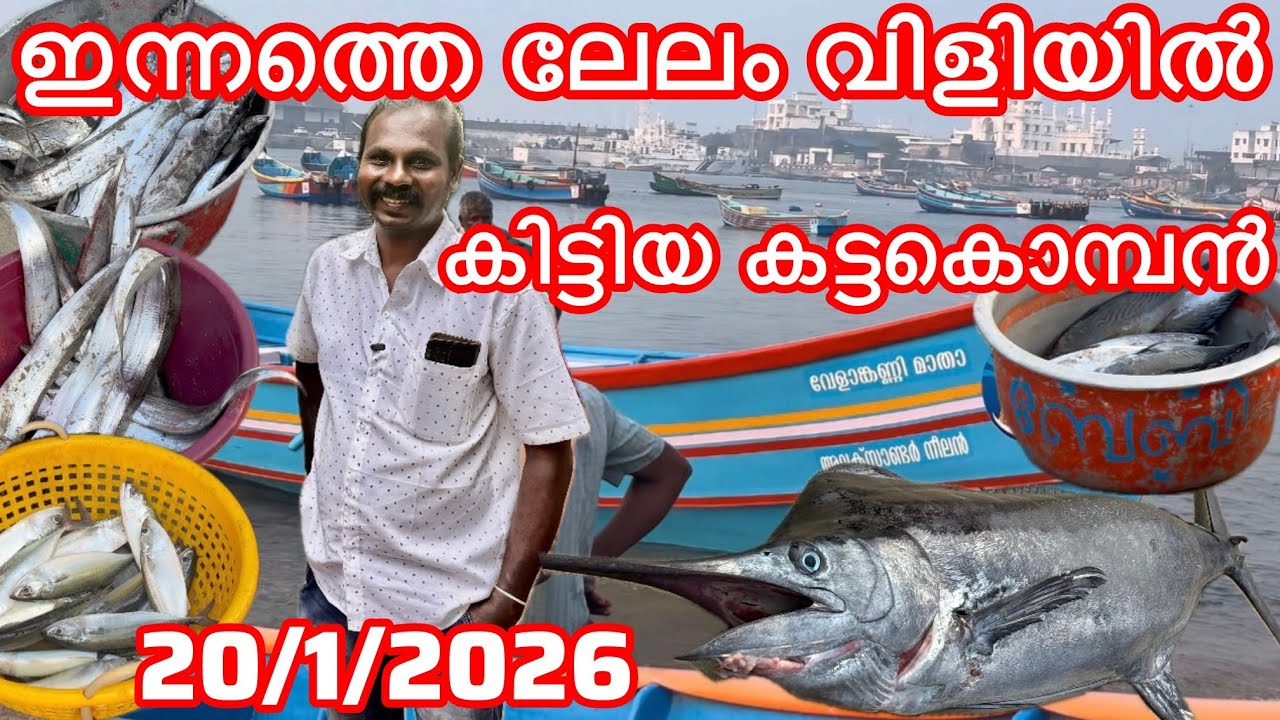 ഇന്നത്തെ ലേലം വിളിയിൽ കിട്ടിയ കട്ടകൊമ്പൻ 🐟 മീൻ 