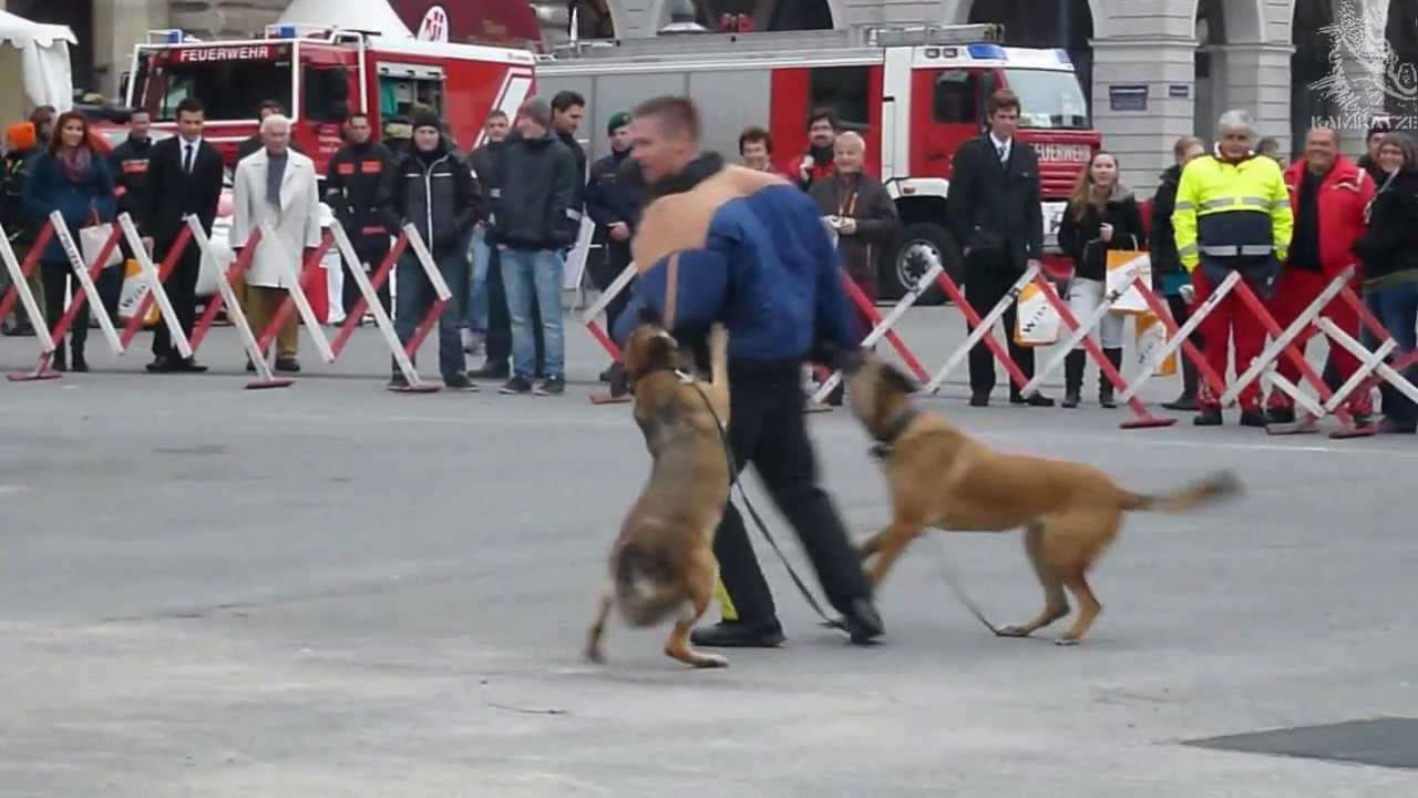 Polizeidiensthunde 2011 (Rathausplatz)