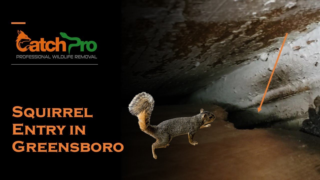 Squirrels in my Attic - CatchPro Wildlife Removal - Greensboro, GA