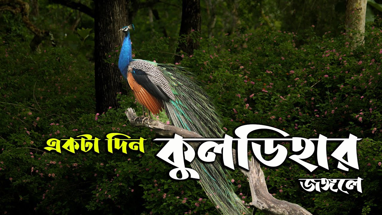 একটা দিন কুলডিহার জঙ্গলে | Kuldiha Wildlife Sanctuary @StepOutWith