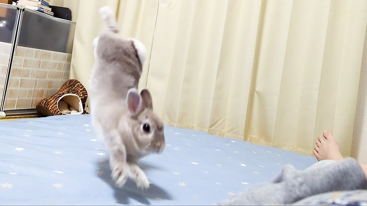 敷布団がシングルからダブルになったことが飼い主よりも嬉しいウサギさん