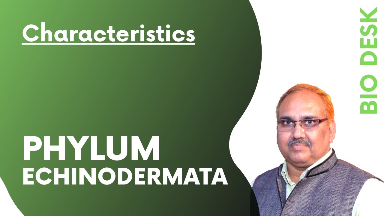 Phylum Echinodermata - General Characteristics