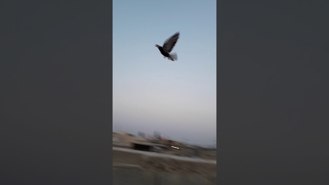 تثبيت حمام البصراوي