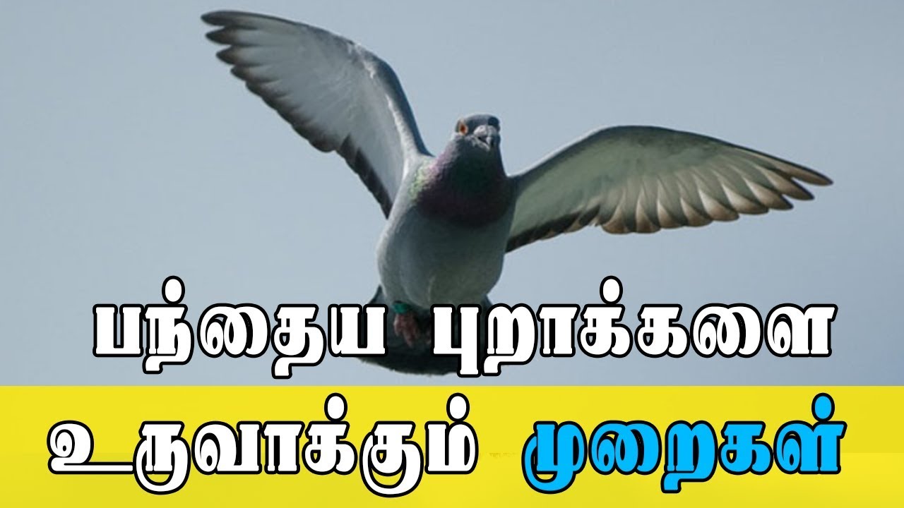 ஆரோக்கியமான புறாக்களை ஜோடி சேர்த்து பந்தைய புறாக்களை உருவாக்குவது எப்படி