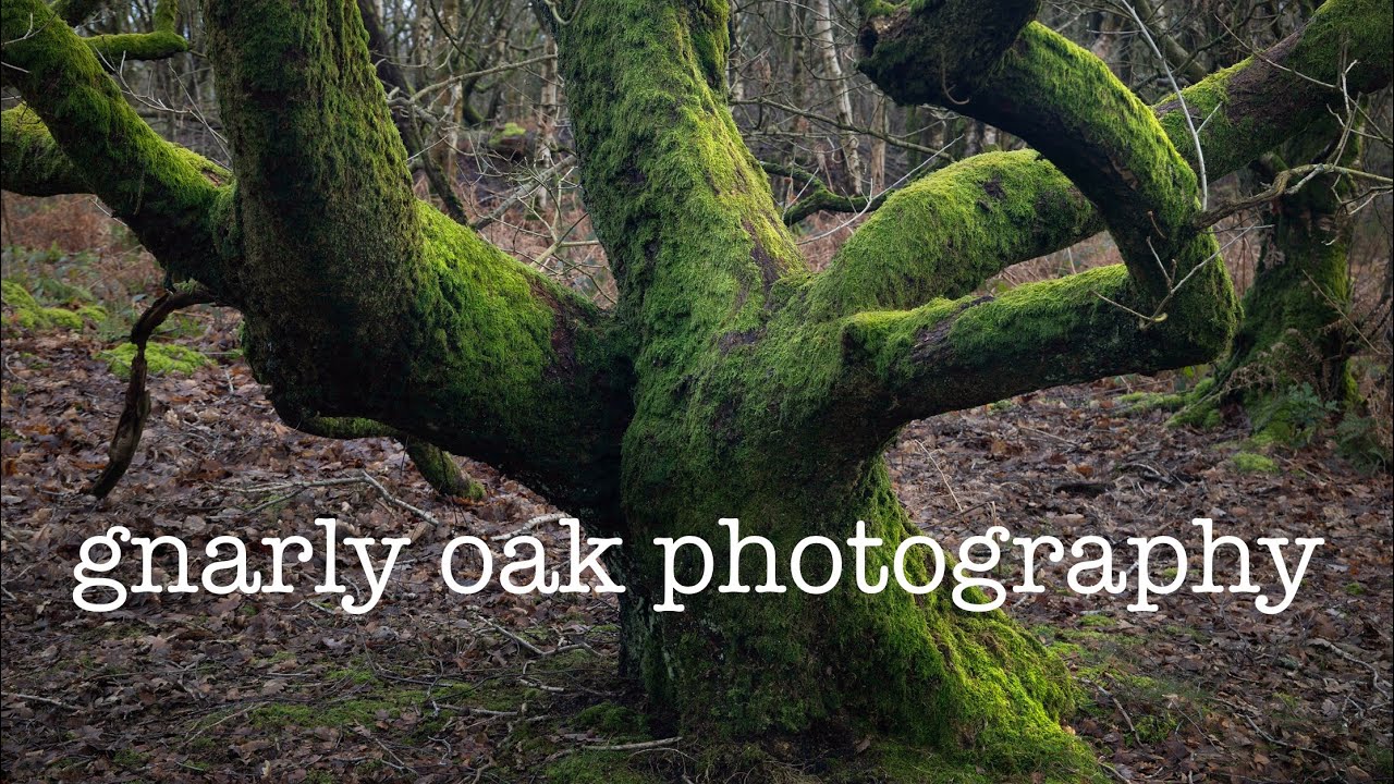 A short landscape photography trip to some local woods