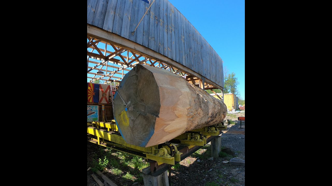 Sawing the monster white oak log # 709