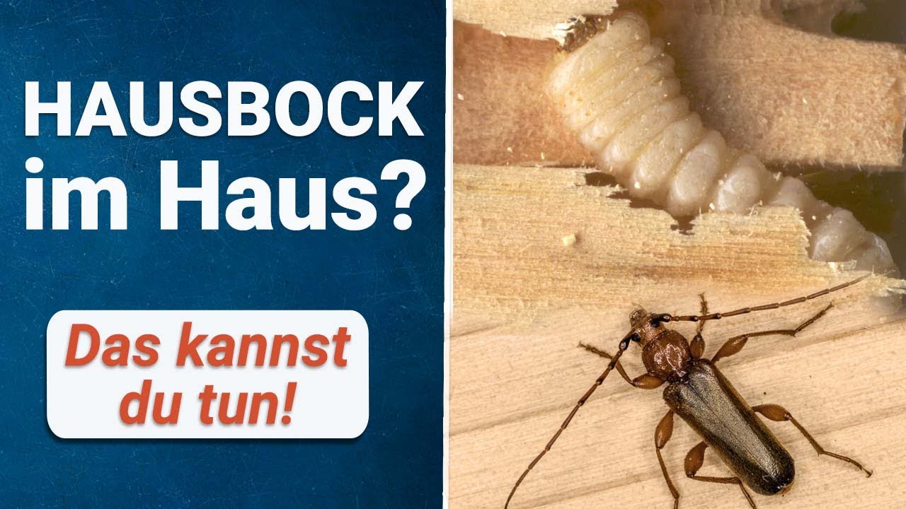 Hausbock im Haus gefunden? 🏠 So wirst du die Holzsch&auml;dlinge los!