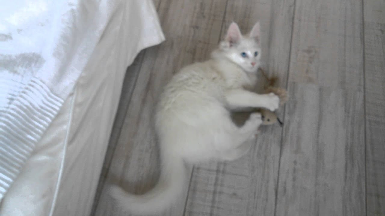 Levi, turkish angora, cat fetching