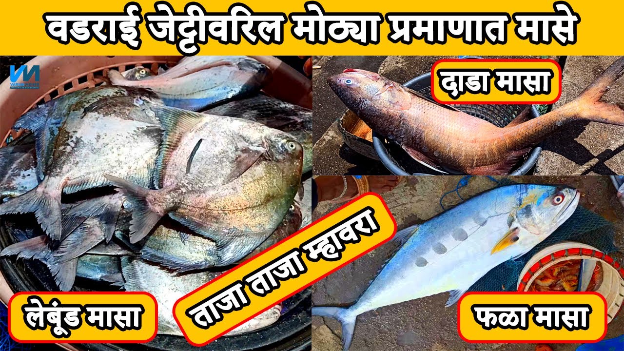 वडराई जेट्टीवरिल मोठ्या प्रमाणात मासे | पापलेट | कोळंबी | दाडा | फळा मासा | 2021