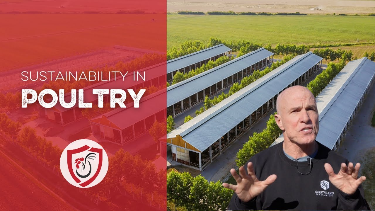 Sustainability in Poultry: 18 Practices for Long-Term Environmental Impact