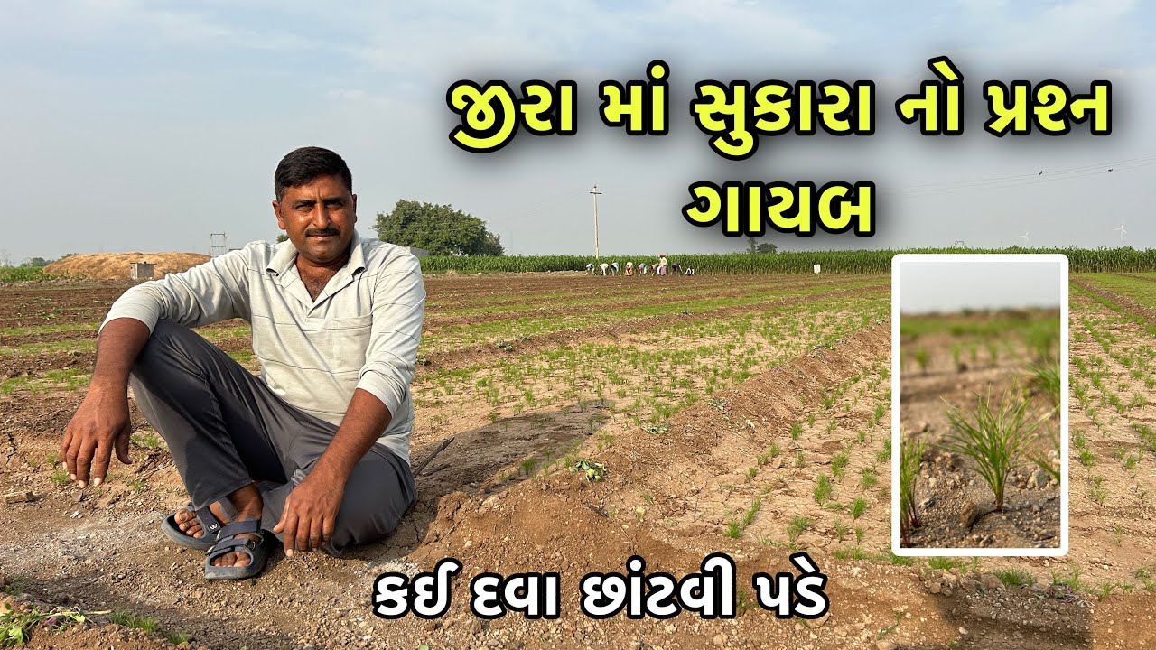 જીરા માં સુકારા નો પ્રશ્ન ગાયબ કઈ દવા છાંટવી પડે
