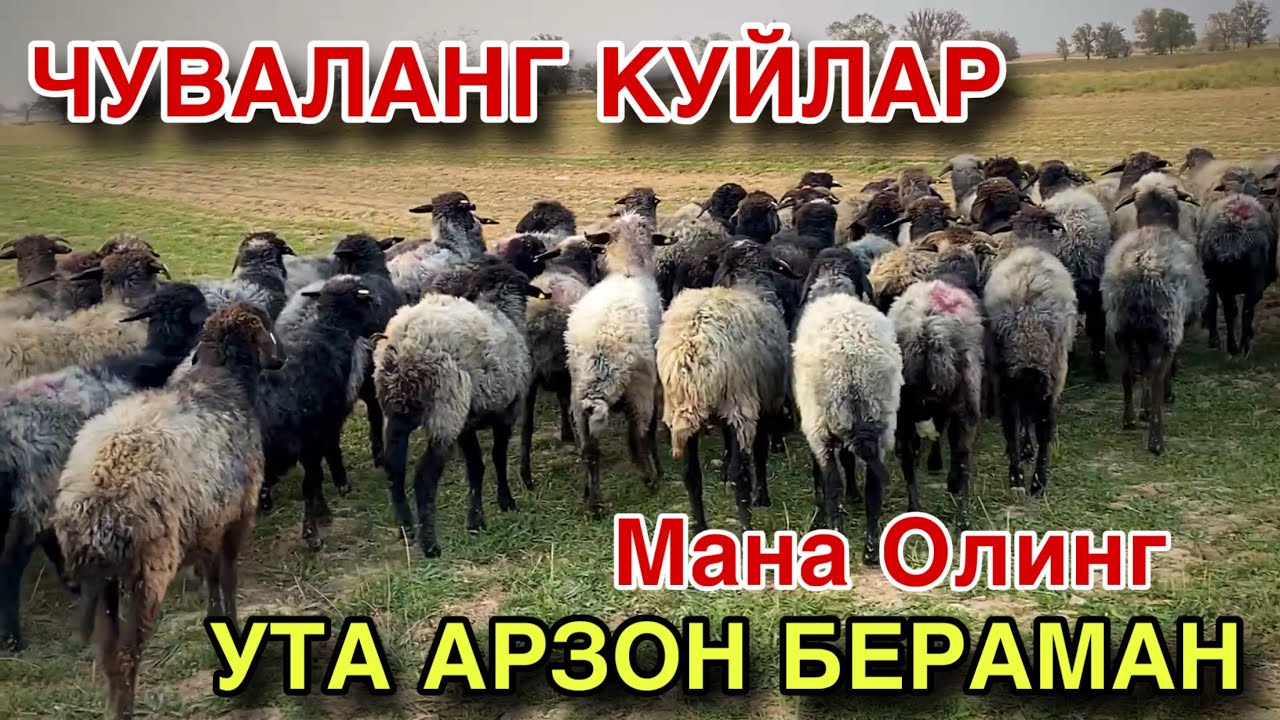 ЧУВАЛАНГ КУЙЛАР СОТИЛАДИ! УТА АРЗОН БЕРВОРАМАН! 