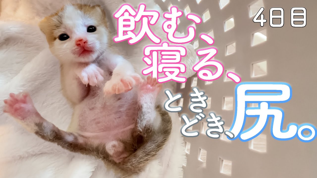 【４日目】飲む、寝る、ときどき、尻。よちよち歩き・うとうと寝んねが可愛すぎる【ぐんぞー日記】保護猫ミルクボランティア