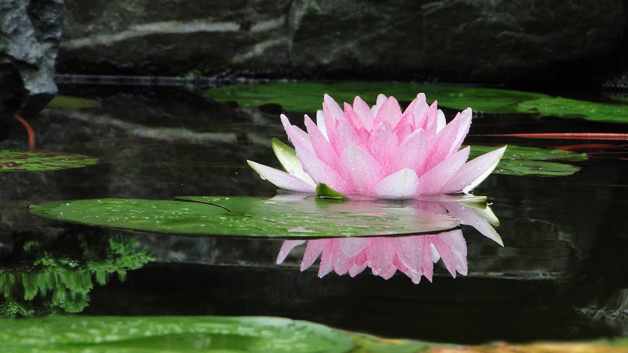 Meditação Alpha Profundo - Relaxamento Alfa profundo com aúdio da terapeuta  Michele  Côgo Zanol!