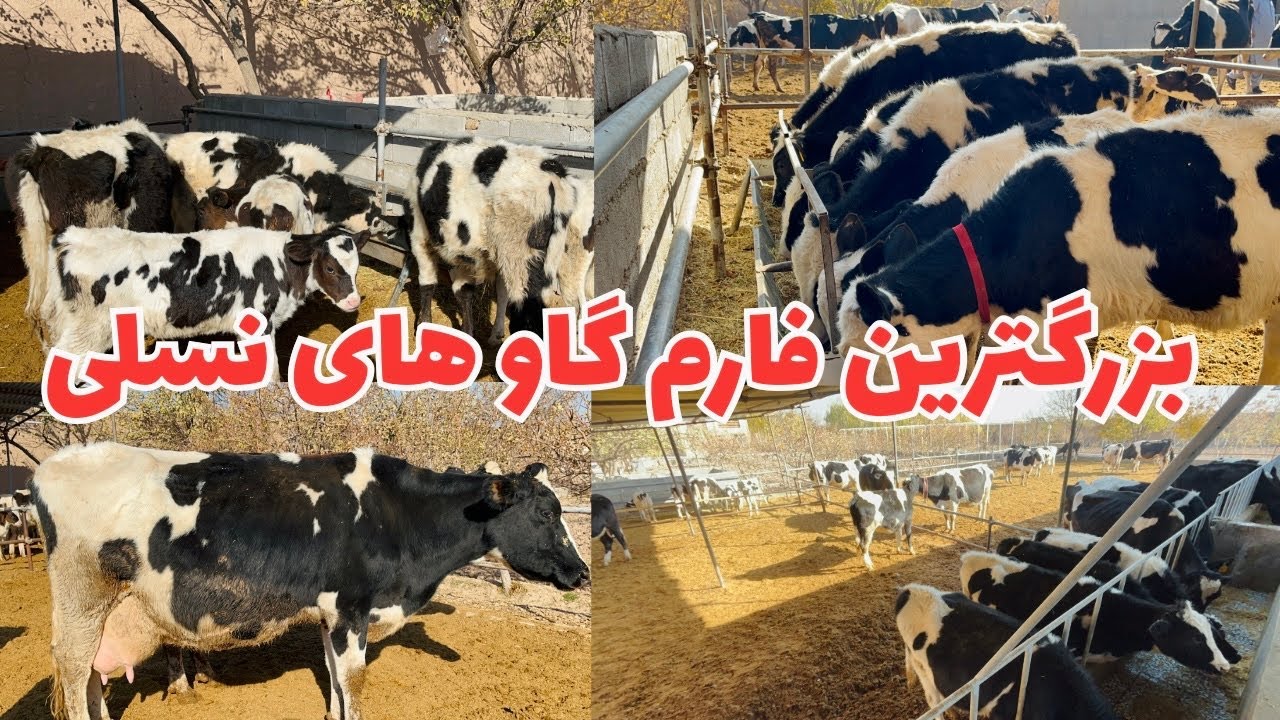 بزرگترین فارم گاوهای شیری واصلی در هرات  