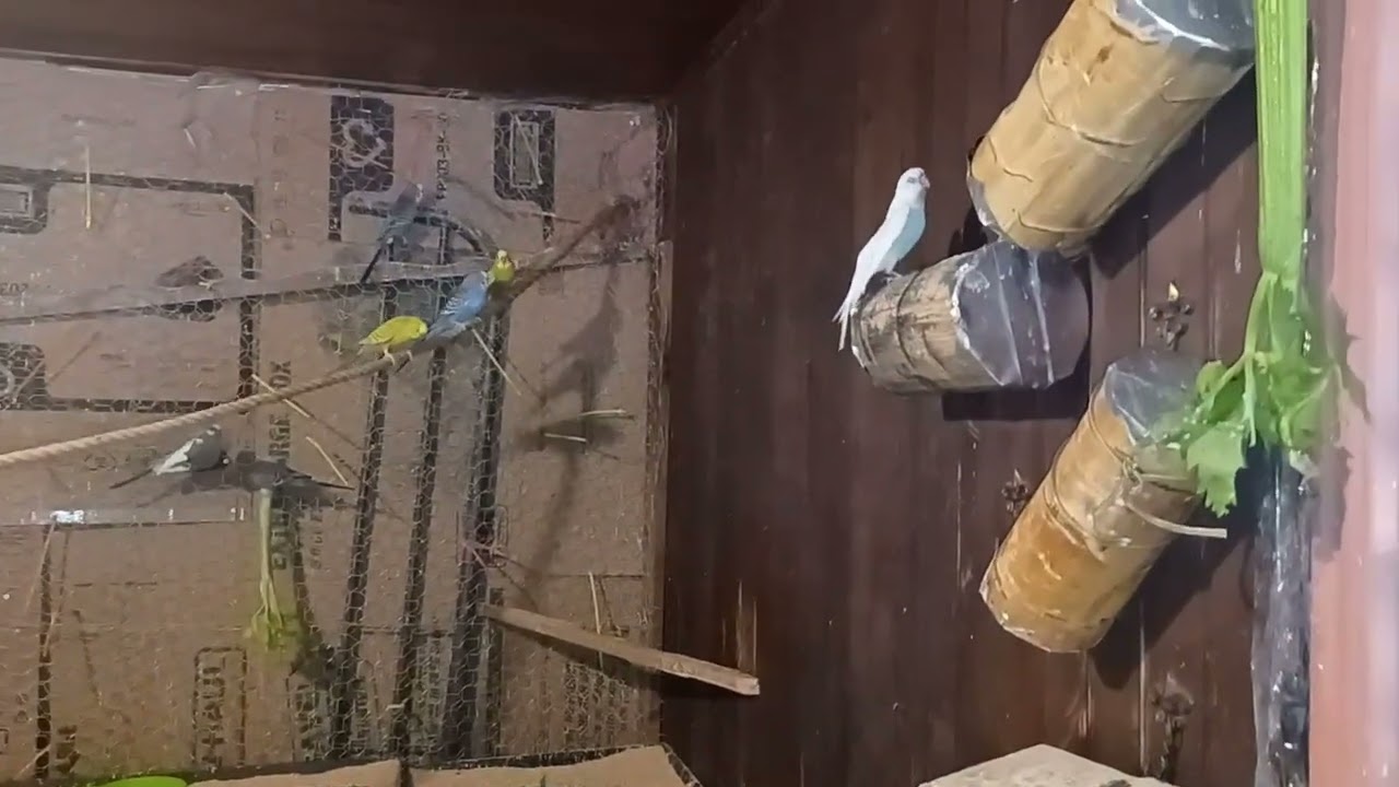 Que hacer cuando el calor llega a nuestros Periquitos?#budgies #chicago #aviary #youtube